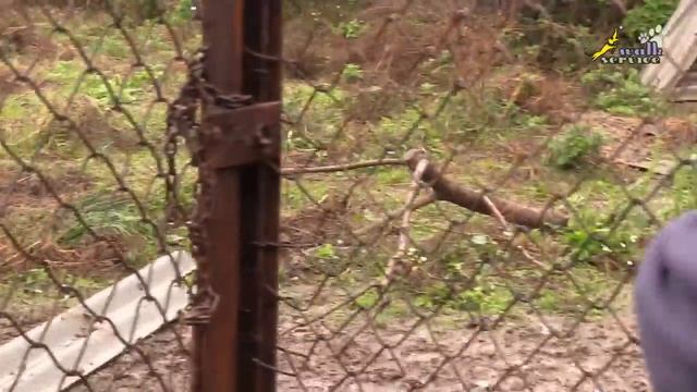 Охота с собакой, притравка охотничьих собак на кабана смотреть онлайн