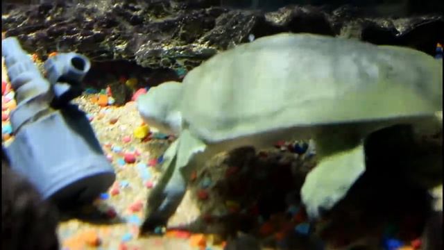 океанариум геленджик, аквариум рыбки животные смотреть онлайн