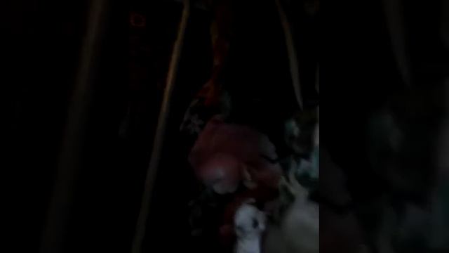 Чихуахуа чихуахуа маленькие забавные апоцьки Казыдуб видео 1 смотреть онлайн