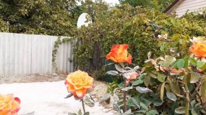 #розы Розы в конце октября, комнатная роза кордана в открытом грунте