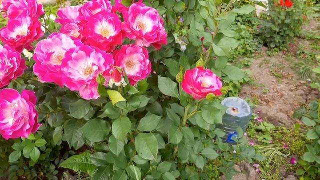 Роза Блю Иден (Blue Eden / Wild Blue Yonder) смотреть онлайн