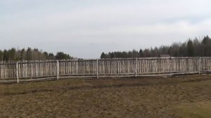 Чем кормить гусей? Рацион, суточные нормы, и другие секреты в хозяйстве Березино.