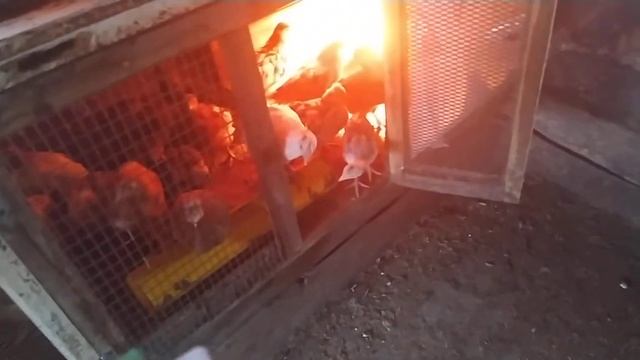 Выгодно ли продавать цыплят? Деревенский бизнес/Жизнь в деревне.