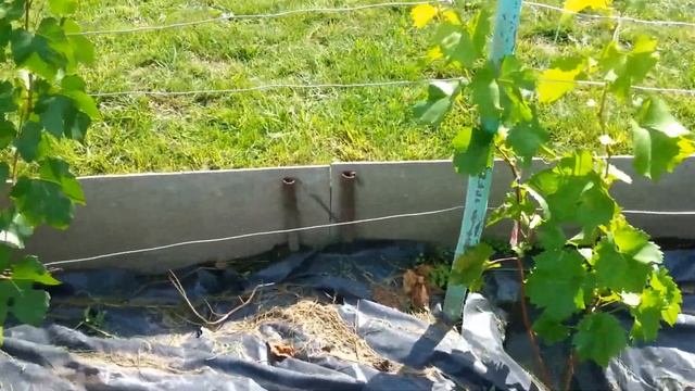 Виноград в Сибири(Красноярск) смотреть онлайн