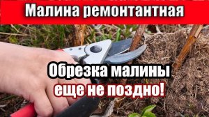 МАЛИНА весной что делать если была Стеблевая Галлица Огород весной вот это да [25 марта-6 апреля]