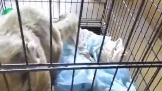 Енот носуха смотреть онлайн