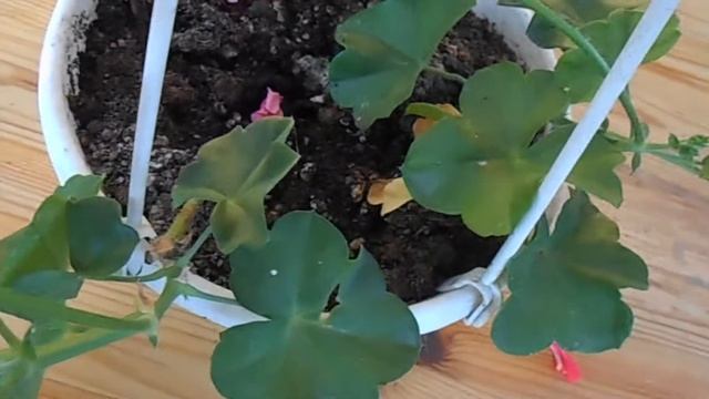 пеларгония из семян в августе смотреть онлайн