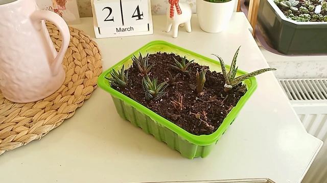 Хавортия Купера размножение #succulents #суккуленты #хавортия смотреть онлайн