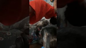 Как научится вставать с мостика и на него, получится у каждого???