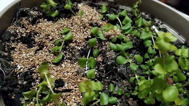 Вербейник монетчатый. Наращивание. смотреть онлайн