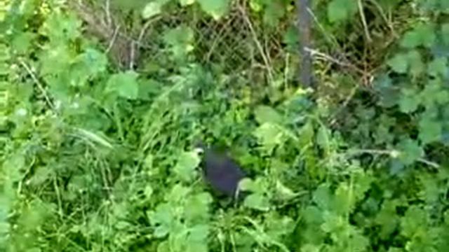 Слёток чёрной вороны 06.06.2013 Безансон смотреть онлайн