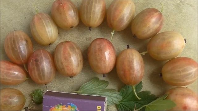 КРАСНОСЛАВЯНСКИЙ ? Есть сомнения в сортности! Что скажите? ))). ... И пару слов о ПАКСЕ. смотреть онлайн