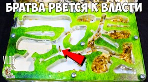 Колония желтопузов захватывает формикарий ● Camponotus fedtschenkoi