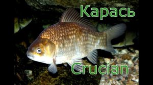 Обитатели рек и озер. Познавательное  видео для малышей на русском и английском.