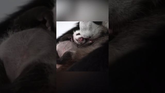 Милое видео: как панда Диндин няньчит детеныша показали в Московском зоопарке #shortvideo #shots смотреть онлайн