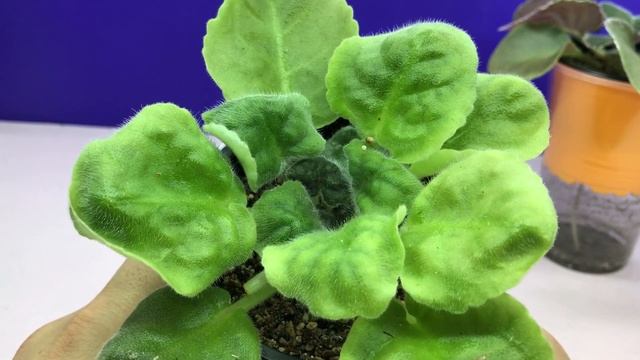 Как Луна Влияет на фиалки? Миф или правда? Рассказываю на своем опыте смотреть онлайн