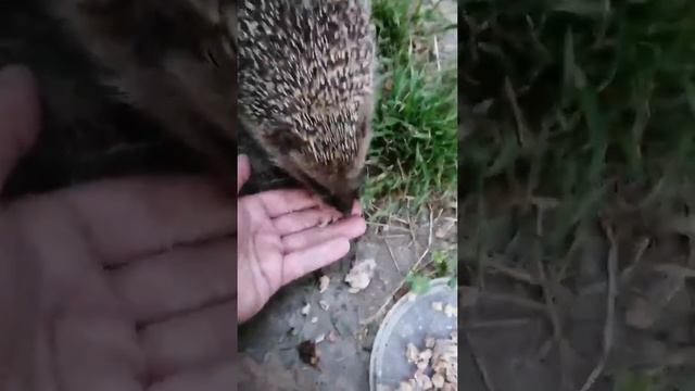 Кормим ежа с руки смотреть онлайн