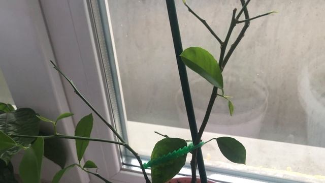 Лимон мейера смотреть онлайн