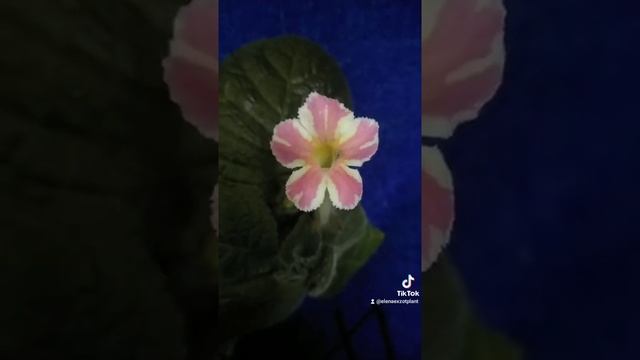 Episcia Star of Bethlehem-эписция 500 смотреть онлайн
