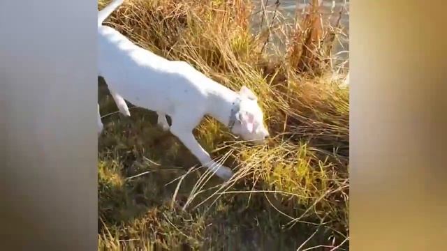 Охотничьи Аргентинцы / Аргентинский Дог / Порода собак // Dogo Argentino смотреть онлайн