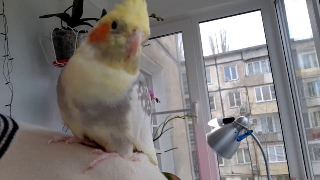 Распускается красота -- орхидеи Big Bang, Utopia, Narbonne, Black Face и др.Предчувствие сбылось . смотреть онлайн