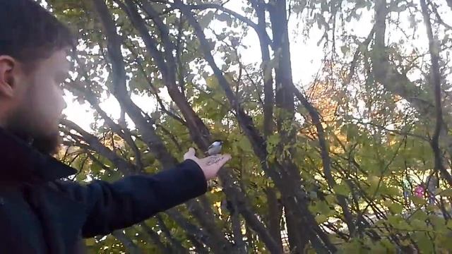 Кормят синиц с руки смотреть онлайн