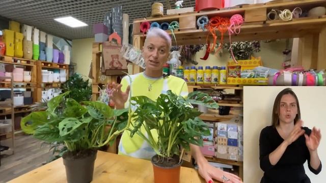 Монстера манки лиф и Монстера адансони { СУРДОПЕРЕВОД } сравнение сортов