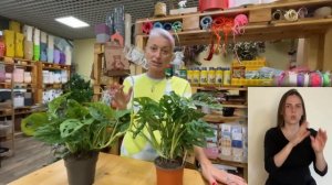 Монстера манки лиф и Монстера адансони { СУРДОПЕРЕВОД } сравнение сортов