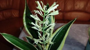 Щучий хвост, цветение и приметы!