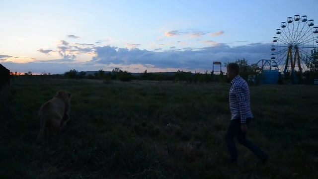 Марсель продемонстрировал покровительство хозяина своим обидчикам ! смотреть онлайн