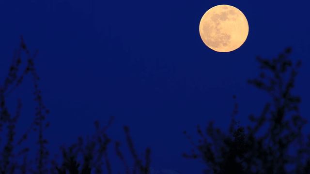 Pink Supermoon смотреть онлайн
