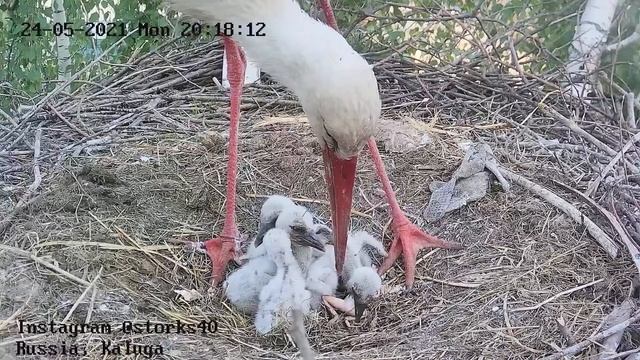 Аистята учатся правильно заглатывать лягушку. смотреть онлайн