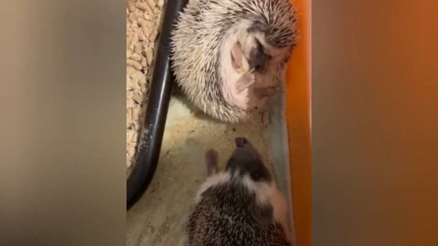 Путешествие Клары ? смотреть онлайн