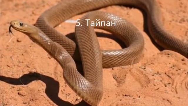 10 Самых опасных змей на нашей планете смотреть онлайн