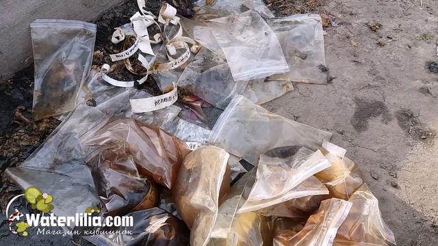 Не всегда всё гладко в гибридизации Бывают и не удачи смотреть онлайн