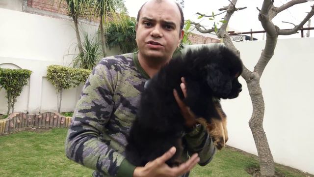 Tibetan Mastiff Puppy, The RISING of a GIANT/English subtitles Baadal Bhandaari Pathankot 987847474 смотреть онлайн