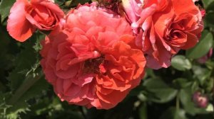 Роза Наранга - плетистый сорт с необыкновенной окраской. Питомник роз Полины Козловой rozarium.biz