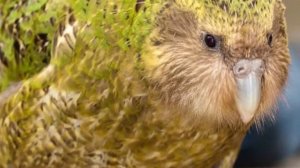 ОН НЕ ЛЕТАЕТ И ХОДИТ ПО ЗЕМЛЕ! Совиный попугай, или какапо.