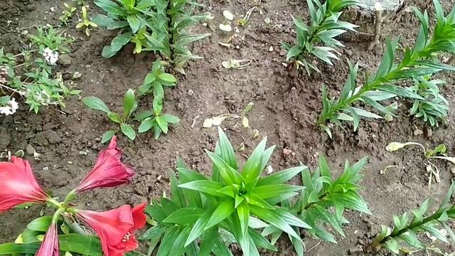 Дейция шершавая.Посылка с Русского огорода. смотреть онлайн