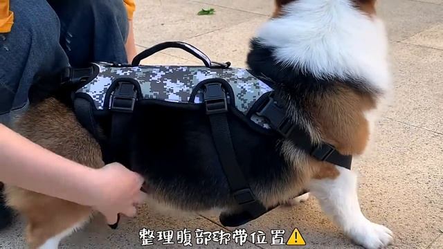 Шлейка,LISA & LARRY,Ходунки, поддержка лап пожилых и травмированных собак. Поддерживающая шлейка смотреть онлайн