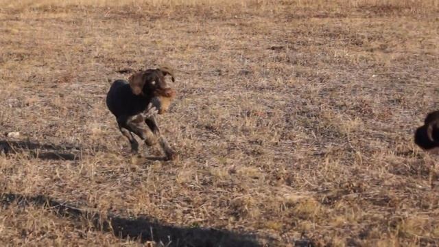 Дратхаар Курт, 6 месяцев. Первое знакомство с куропаткой. смотреть онлайн