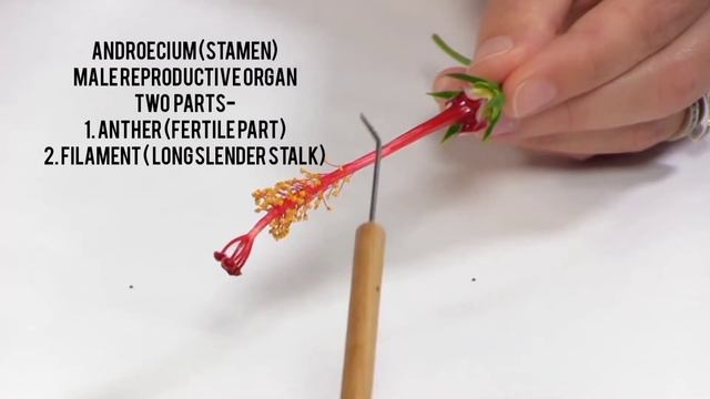 To Study Temporary Mount Of Pollen Grain (Hibiscus rosa-sinensis) 🌺 By SCIENCE PLANET смотреть онлайн
