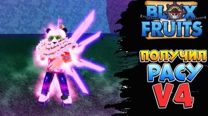 ПОЛУЧИЛ РАСУ в4 КИБОРГА в БЛОКС ФРУТС  Роблокс Ван Пис Blox Fruits 2023