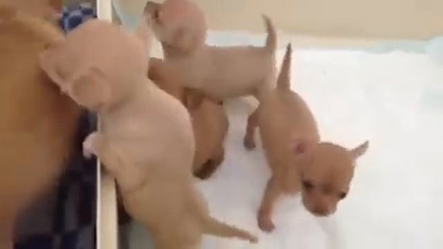 Собачий вальс:) танцуем смотреть онлайн