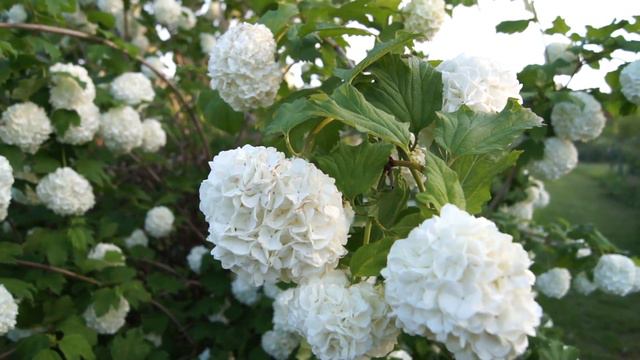 Kalina koralowa Buldeneż - Viburnum opulus смотреть онлайн