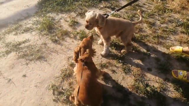 Темперамент американского кокера VS темперамента английского кокера смотреть онлайн