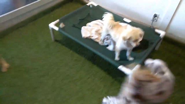 8-18-17 Pour La Pooch dog daycare смотреть онлайн
