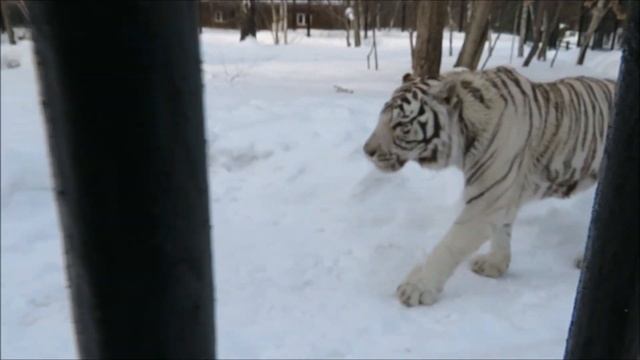 Бенгальский тигр Зао решился подойти поздороваться 10.03.2023 смотреть онлайн