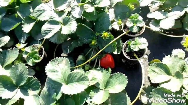 Клубника Вивара супер урожайный сорт октябрьский обзор смотреть онлайн