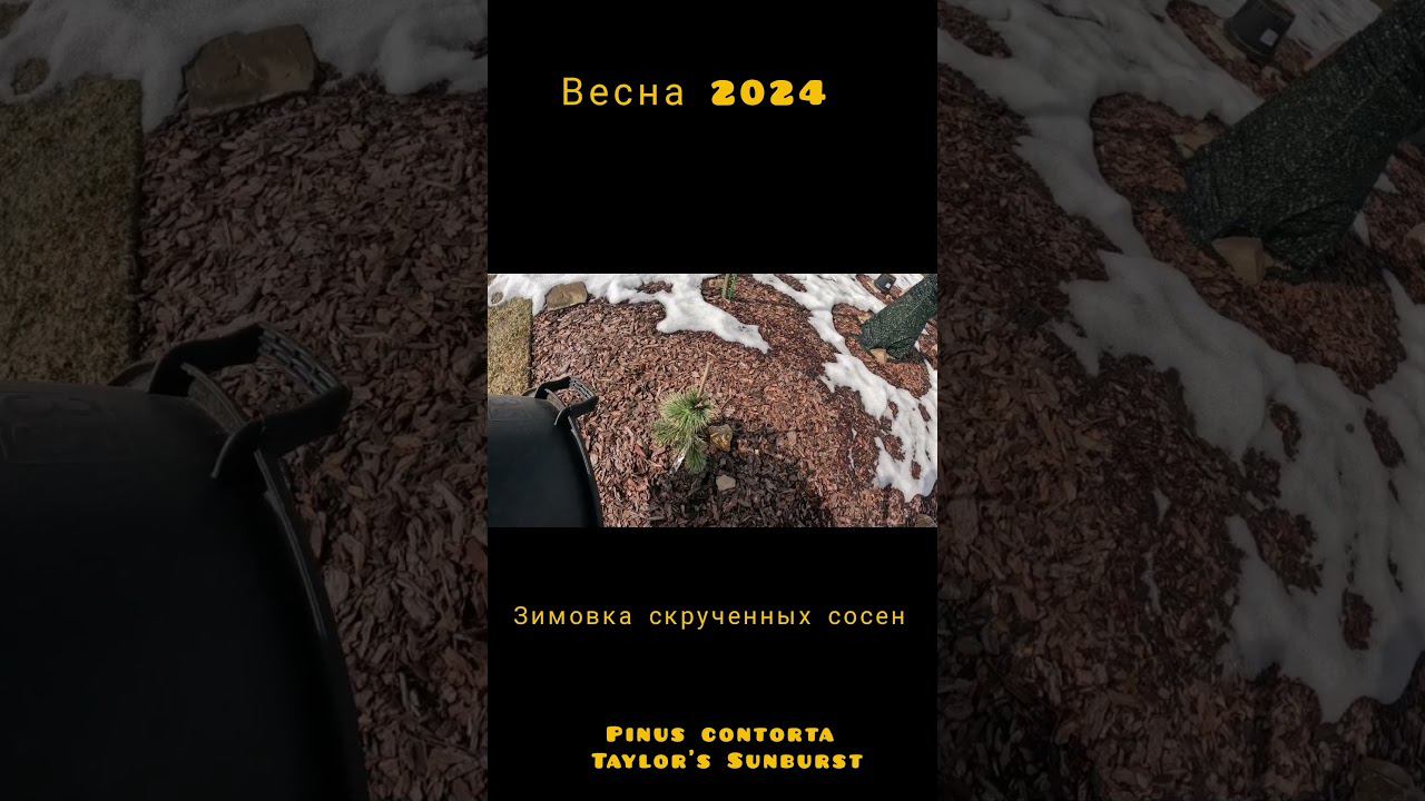 Зимовка капризуль! 30.03.2024 Сосна скрученная Тейлорс Санберст(Pinus contorta Taylor's Sunburst) смотреть онлайн